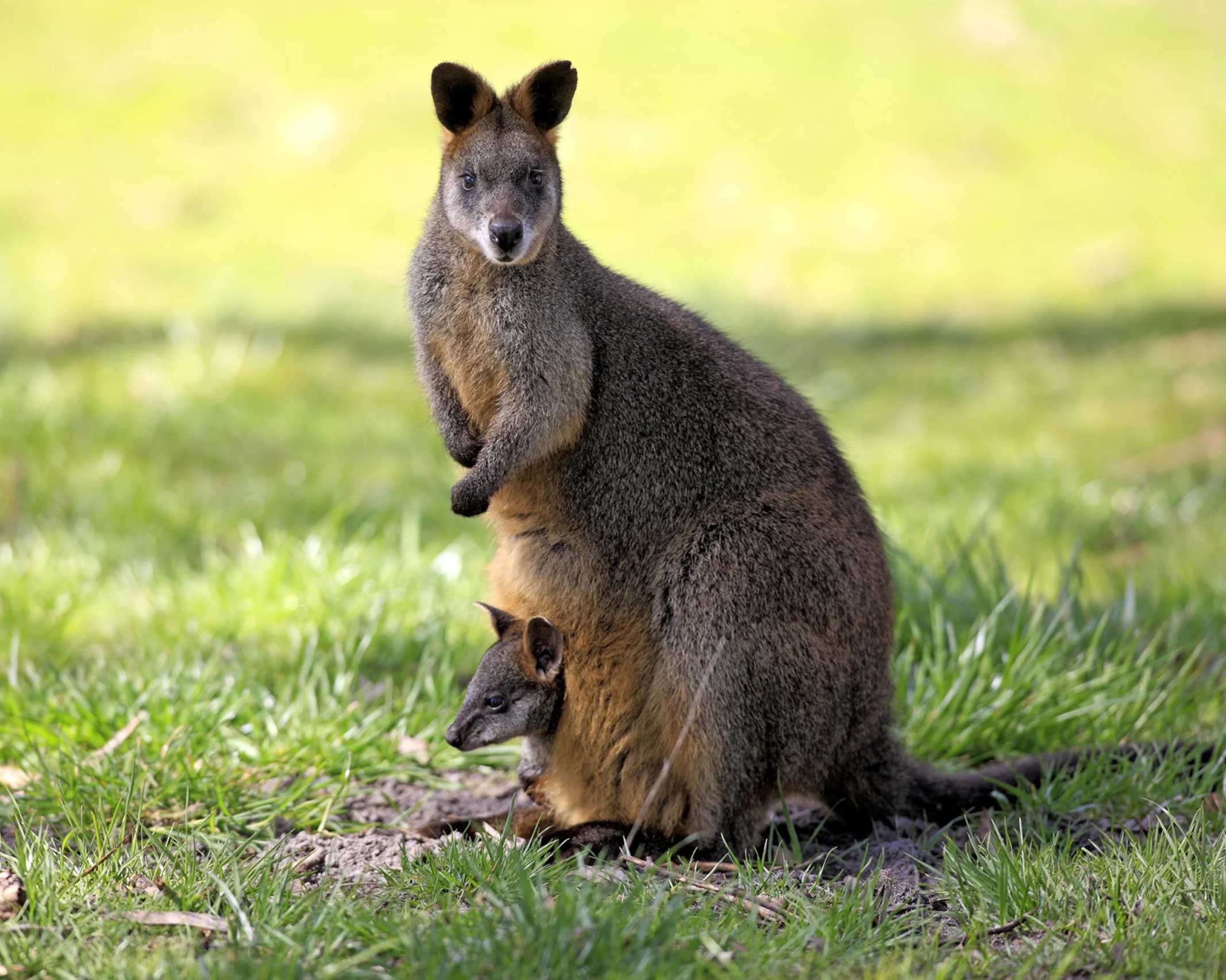 a swamp wallaby with her joey poking out of her pouch